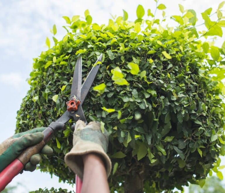 tree trimming