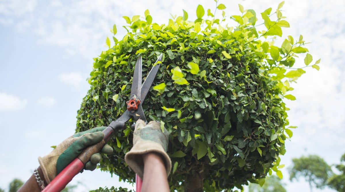 tree trimming